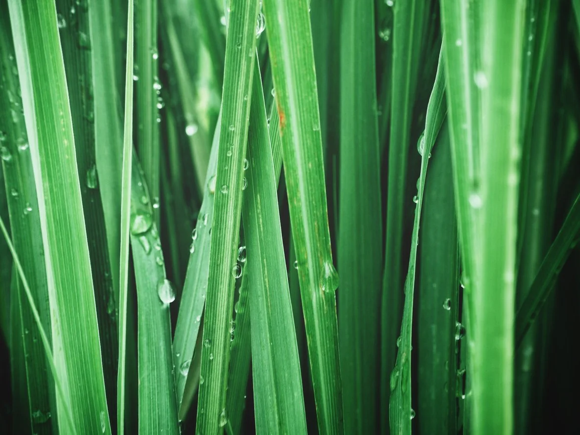 iStock-875103392.jpg