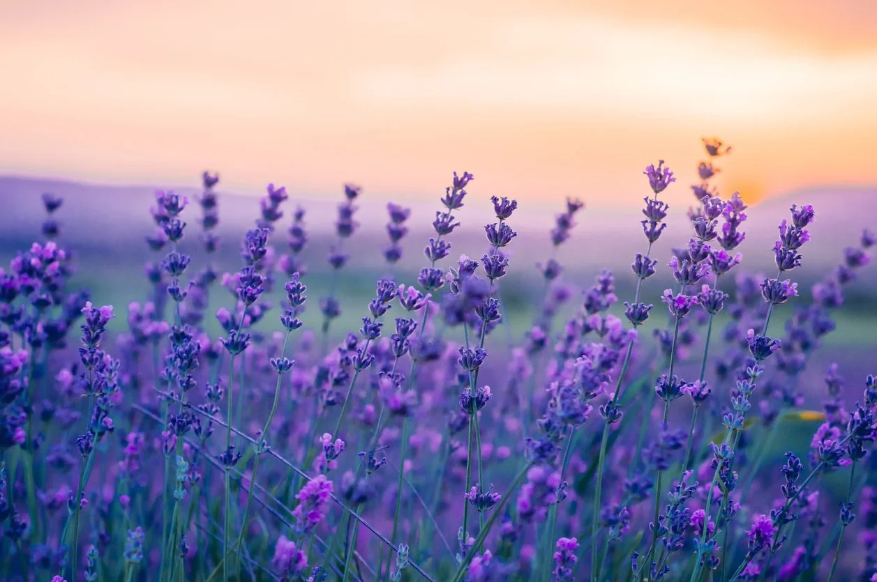 iStock-1075904718.jpg