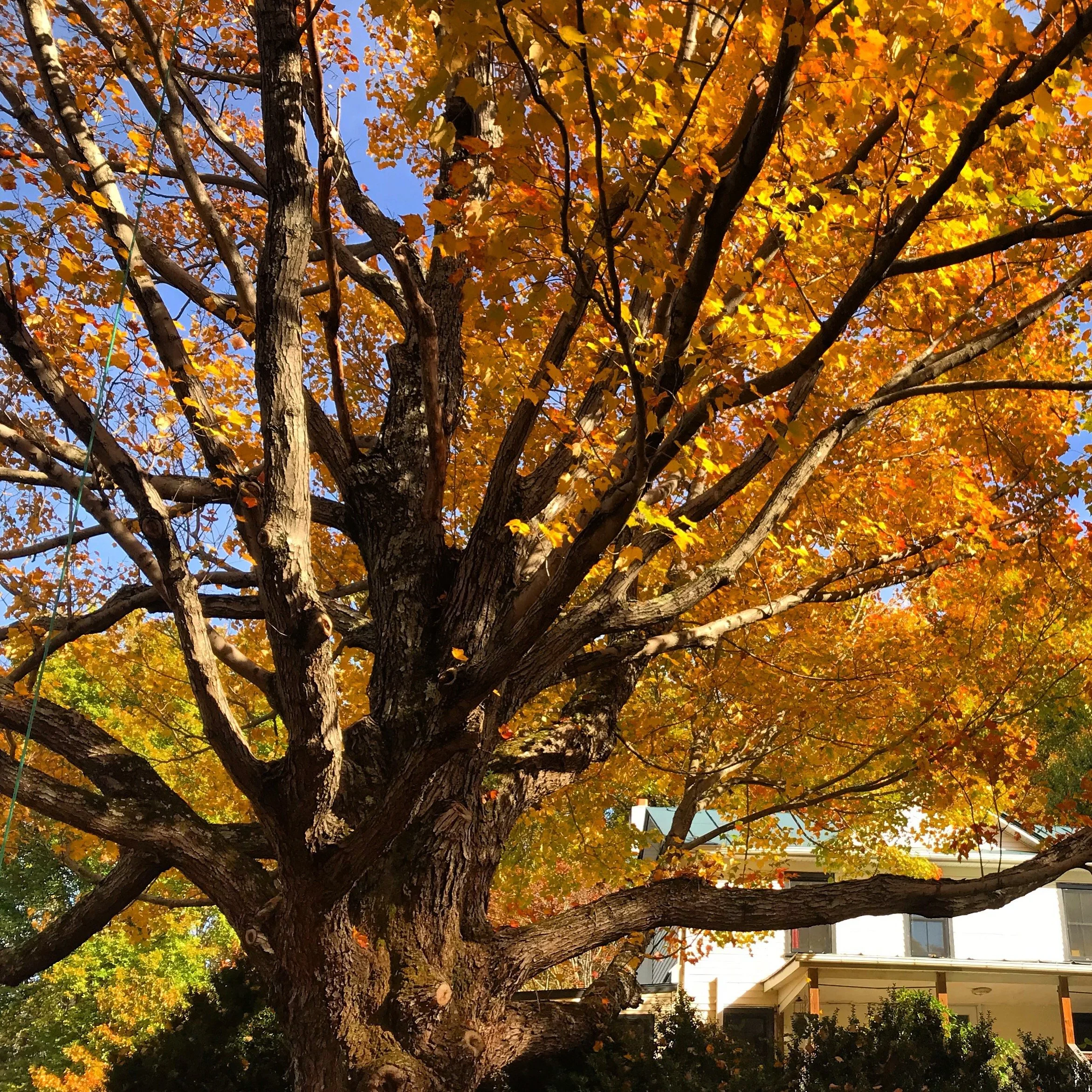 A large sugar maple tree with a thick trunk and sprawling branches, decorated with yellow and orange autumn leaves, in front of a house under a blue sky.