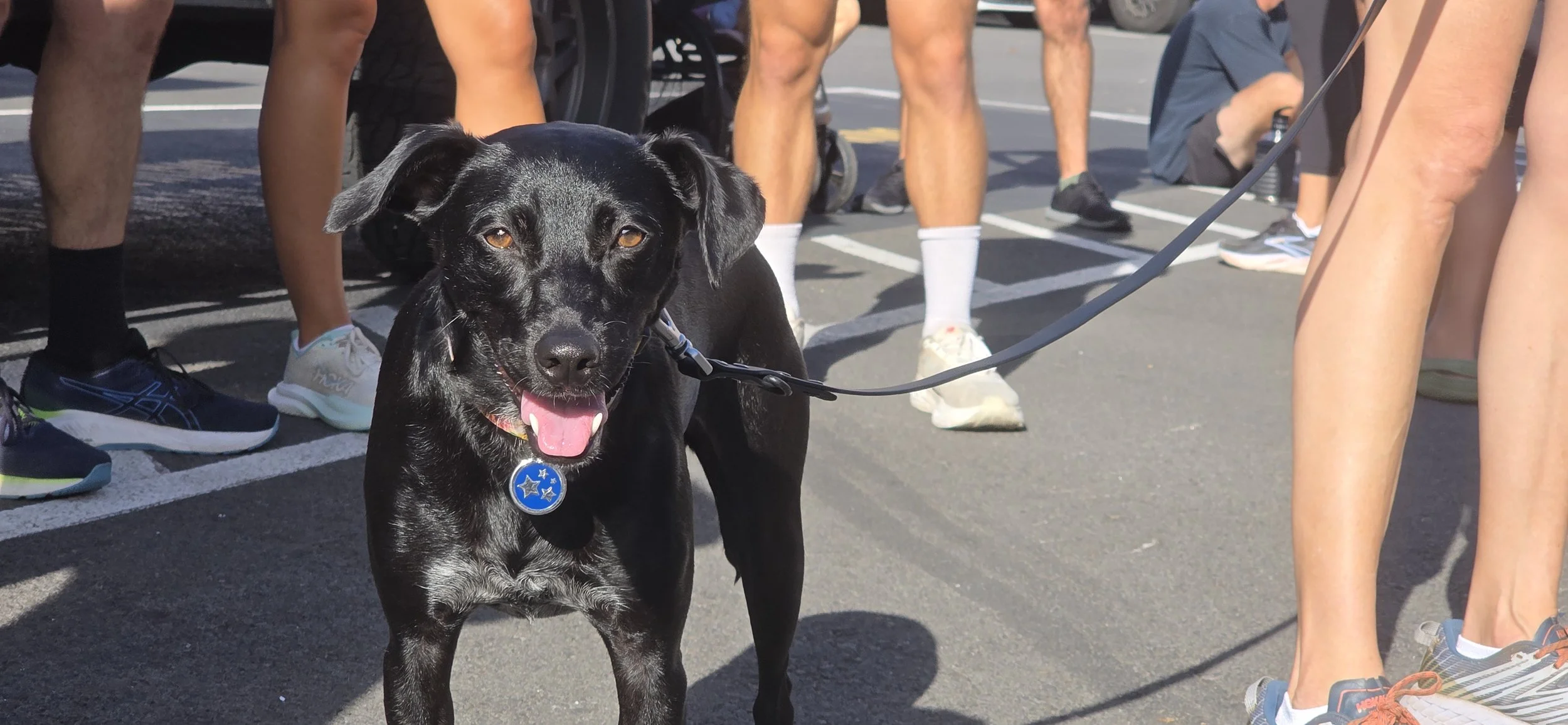 20260321_164143 Dog runner HiCO Kona - PIHA Living.jpg