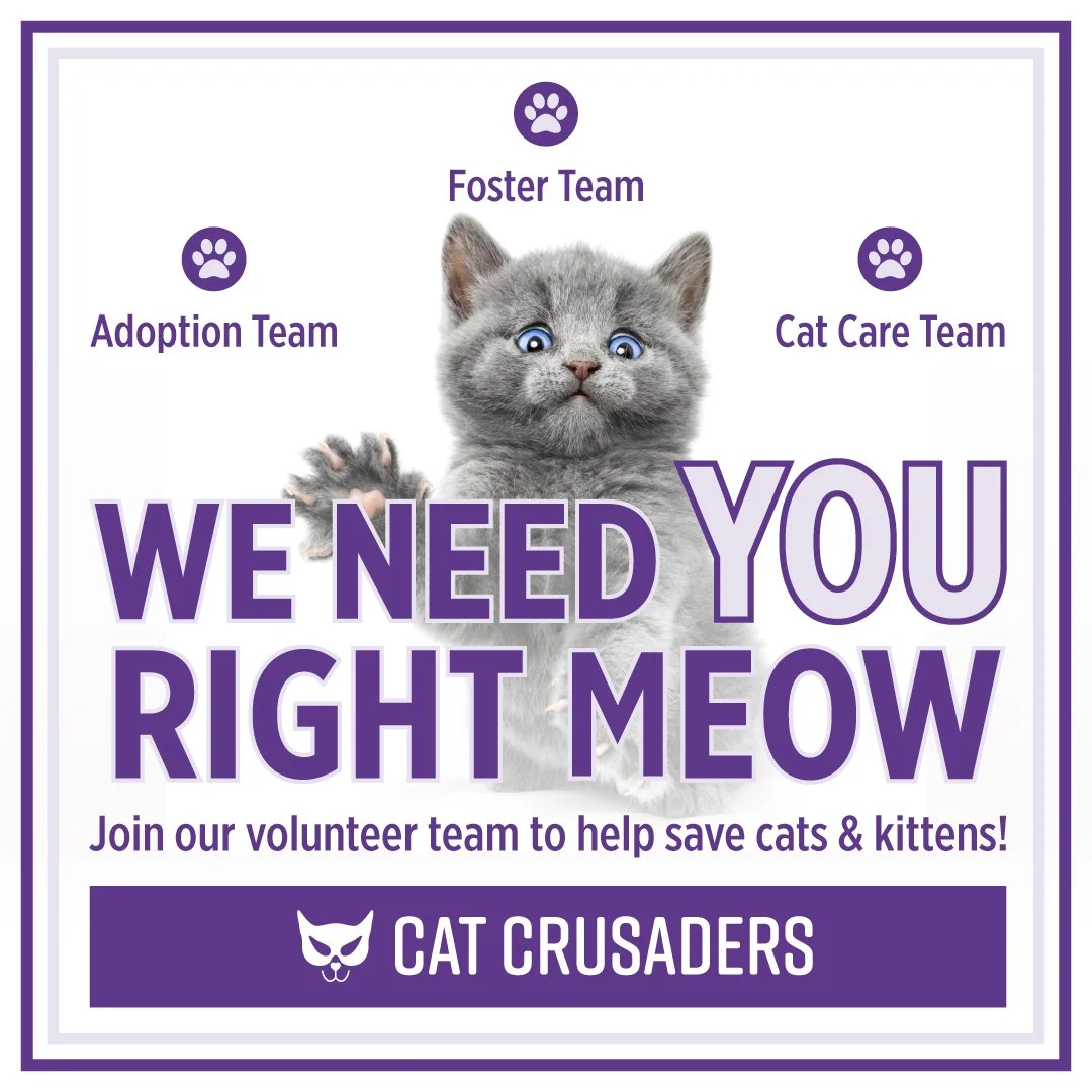 CatCrusaders_VolunteersWanted-01.jpg