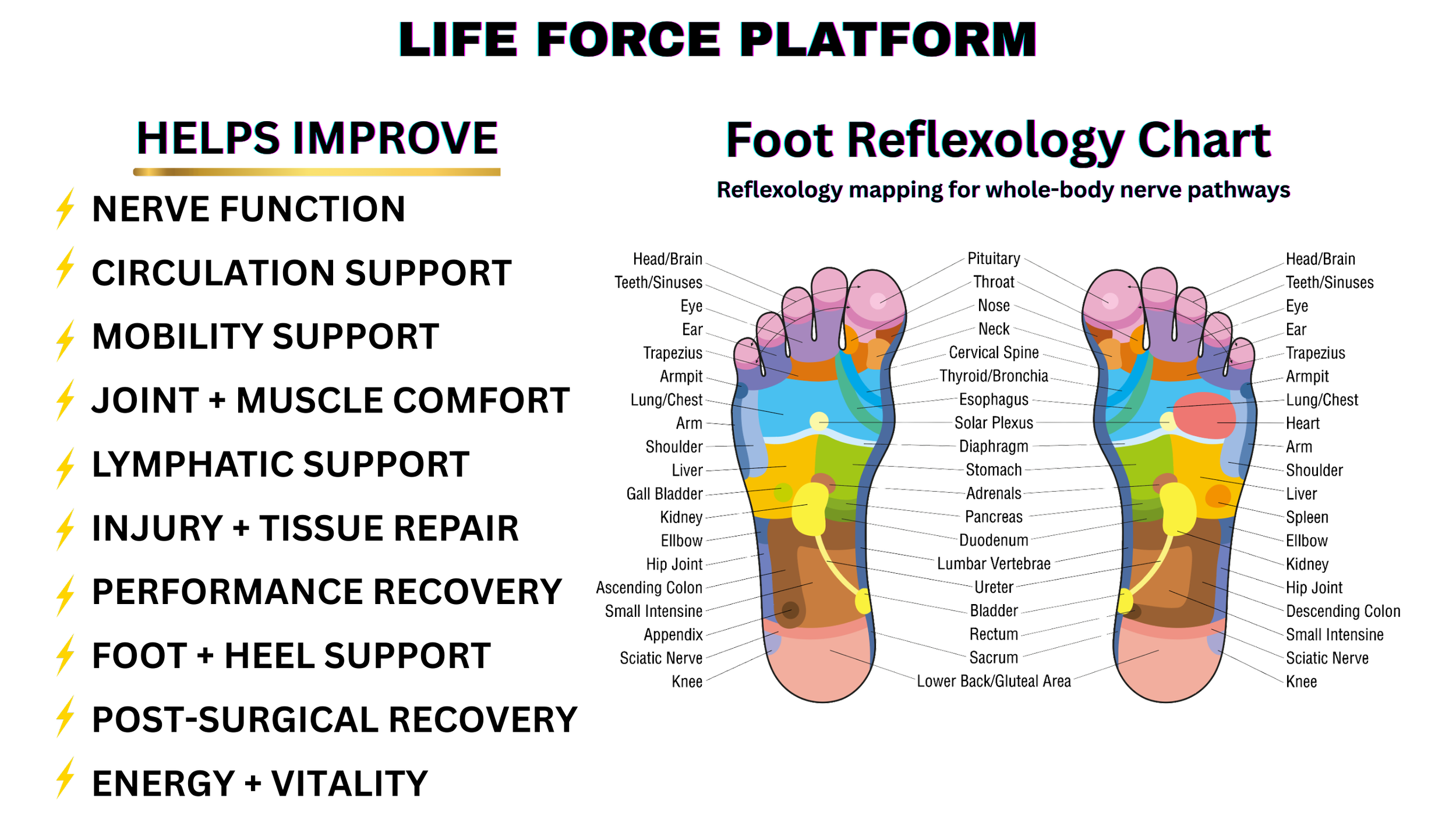 Diagram showing the reflexology chart of the feet, mapping whole-body nerve pathways onto specific areas of the feet for health and wellness.