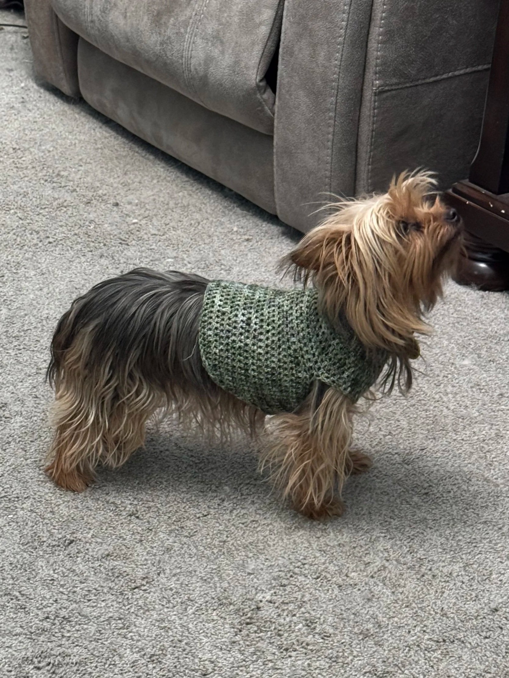 Wee Josie in the sweater I crocheted for her. She hates it, but it's just too darn cute.