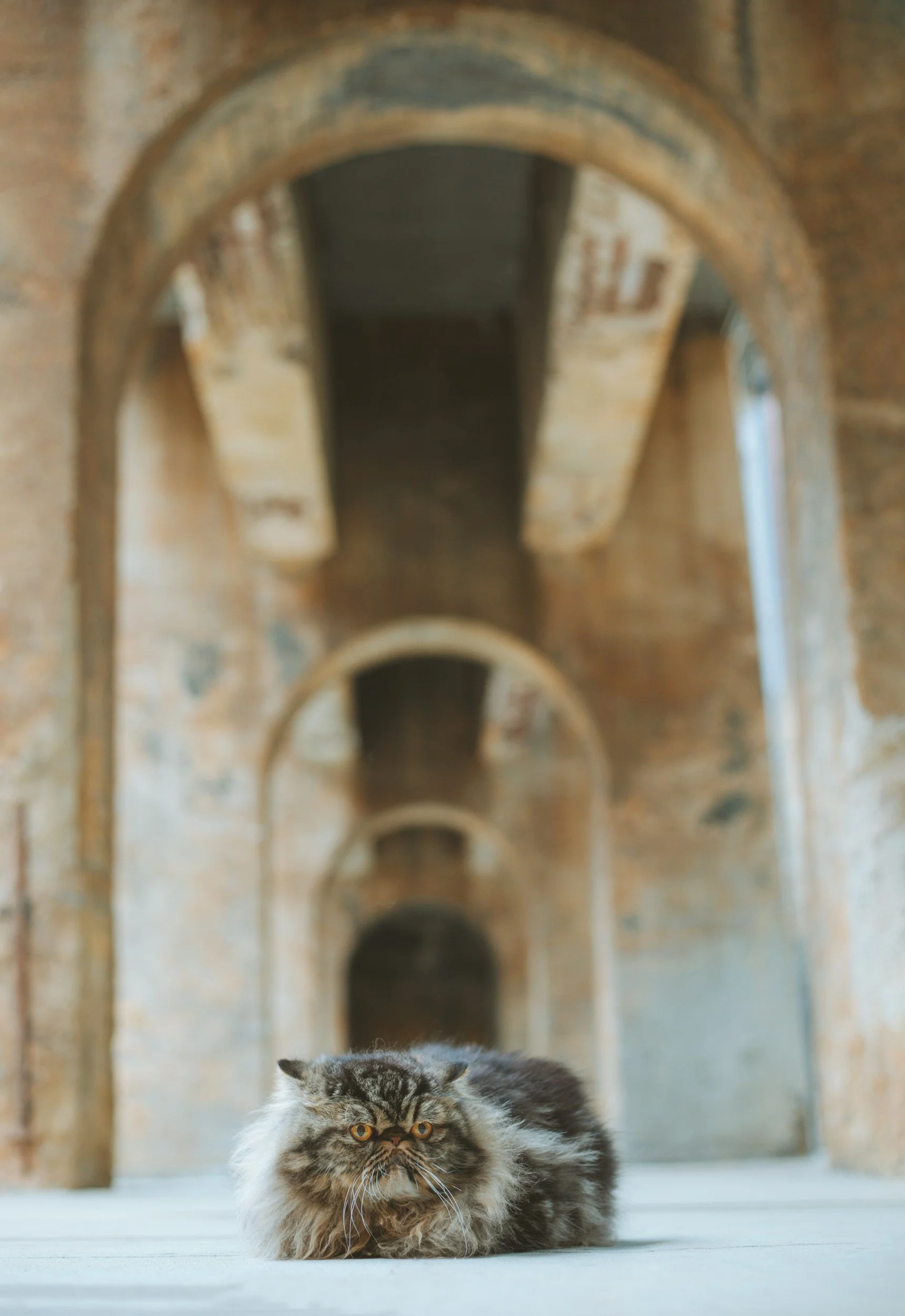 grumpy cat sitting under stone arches
