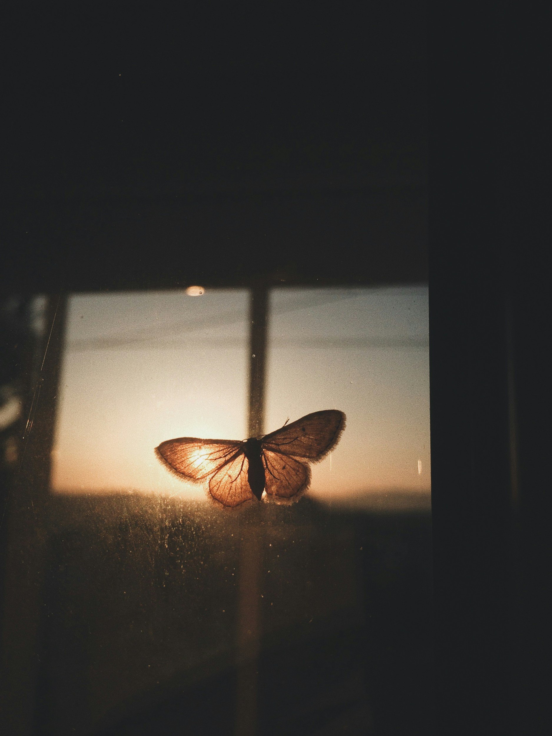 a butterfly is backlit in the sunset light coming through a window