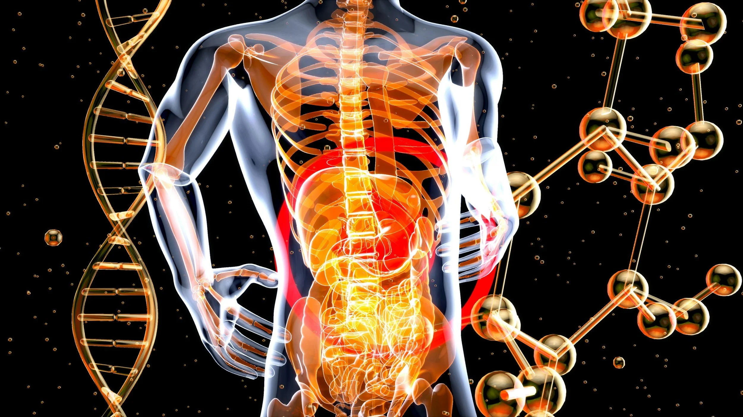 A computerized artistic rendition of human anatomy to illustrate the complexity and details of diagnosing heterotaxy.