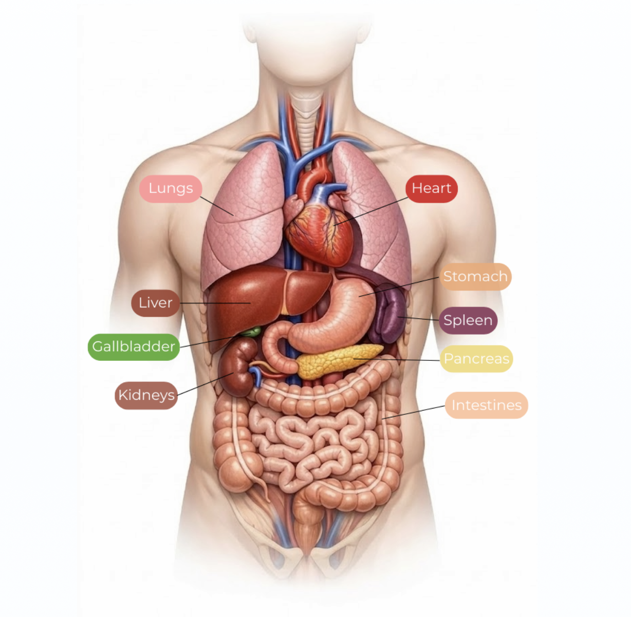 NEW! Interactive Body Map