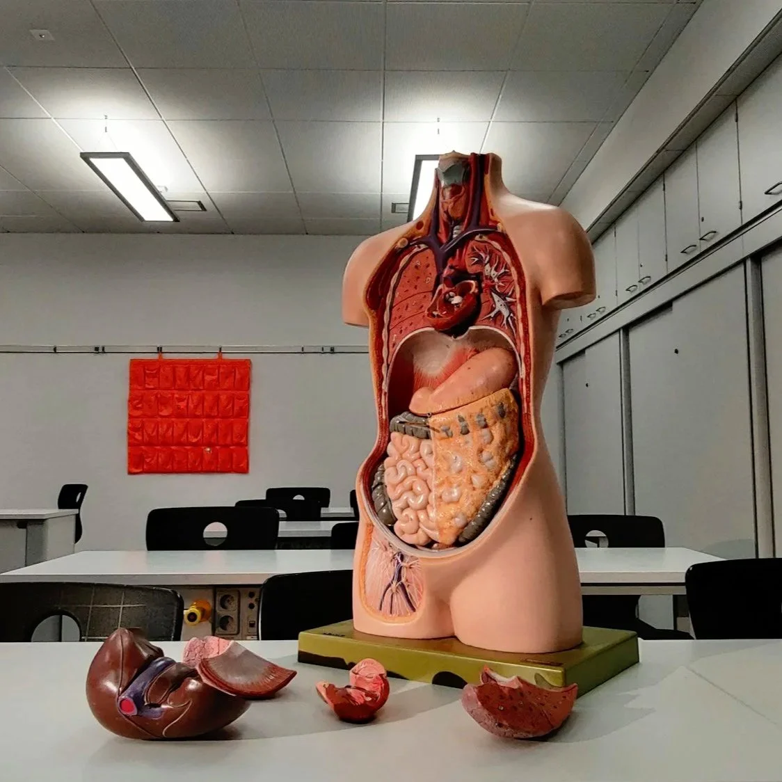 A model of the human body torso with removable organ pieces. This model sits on a desk in a simple classroom with desks and chairs.