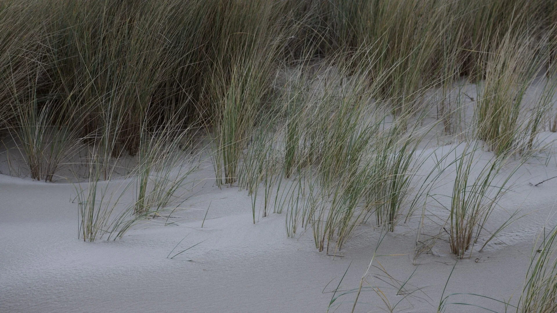 seaside_duenen-gras-3.jpeg
