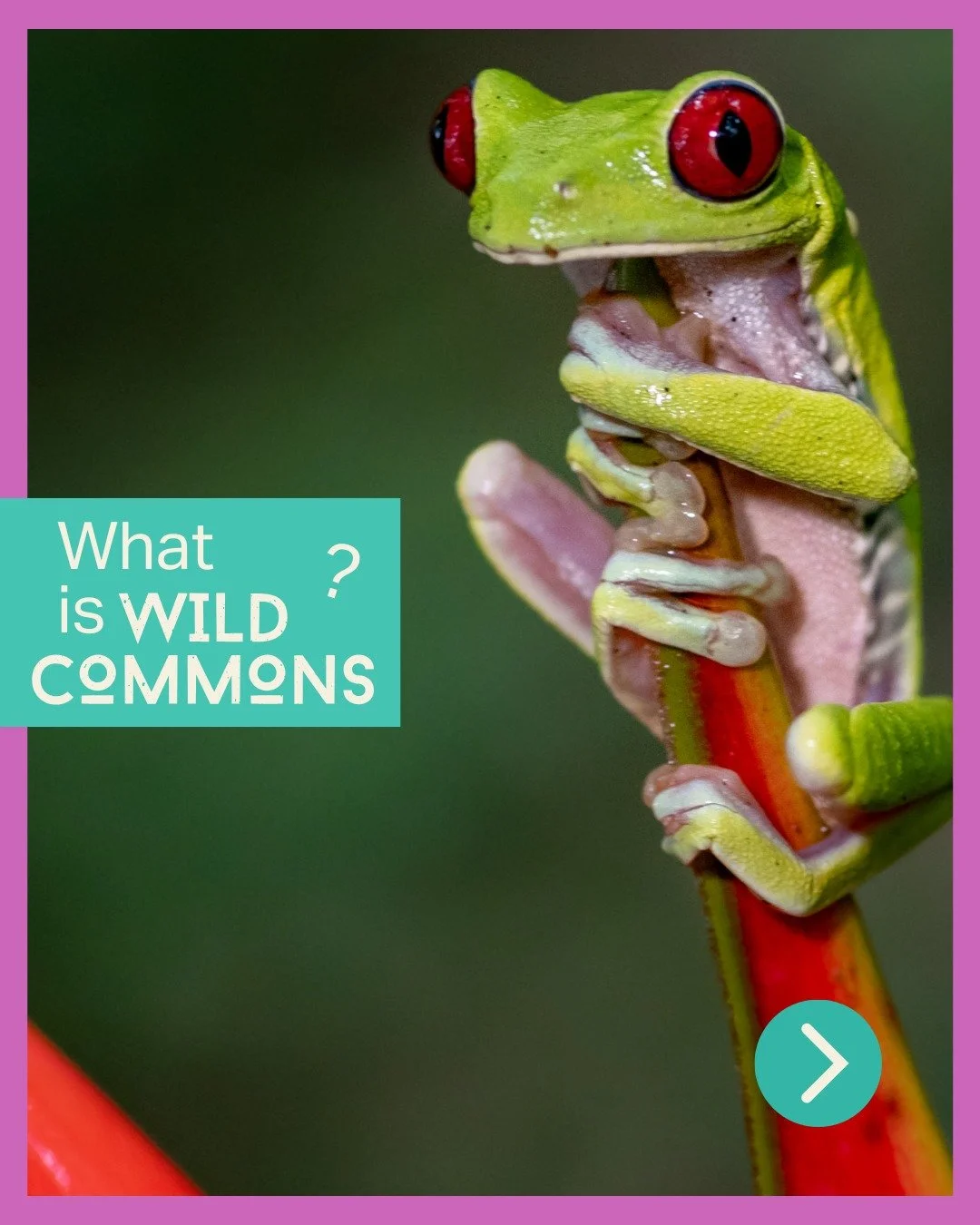 Welcome to Wild Commons 🌍

We&rsquo;re a new YouTube channel sharing powerful short and feature-length environmental documentaries from independent filmmakers around the world.

As traditional outlets shrink, too many important nature and conservati
