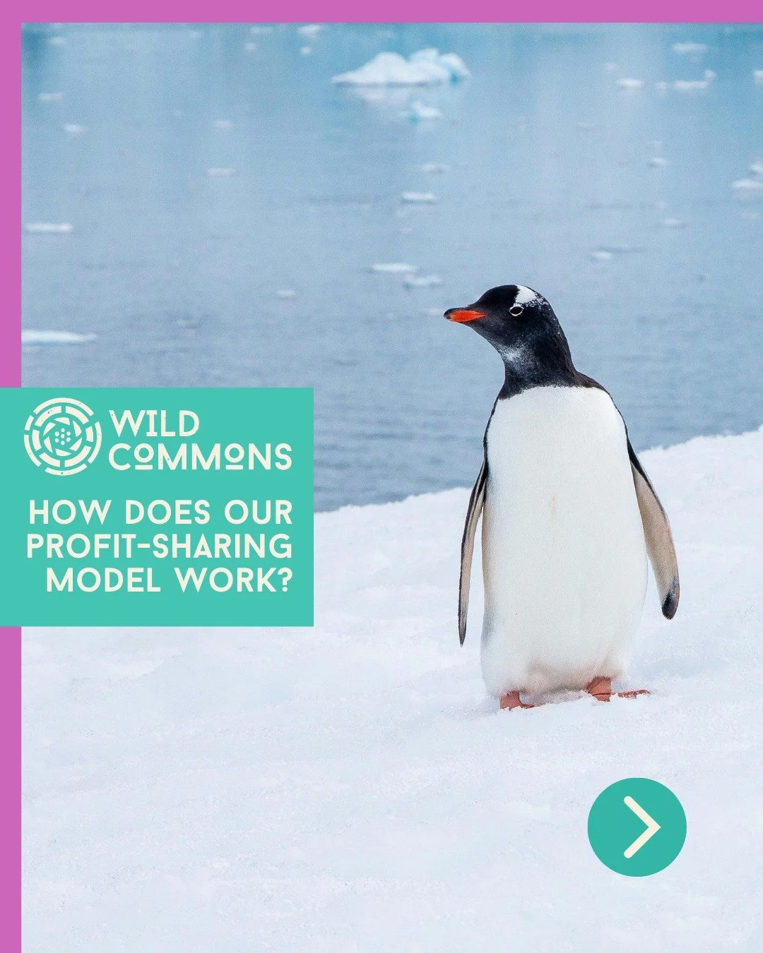 Traditional outlets for natural history films are shrinking, and as distribution gets more competitive, many powerful environmental documentaries never reach the audiences they deserve.

Wild Commons is our response: a filmmaker-led distribution home