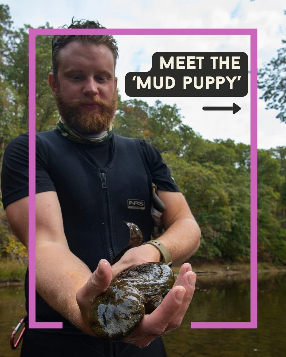 160 million years old. Half a metre long. And most people have never heard of it. 🦎

Meet the hellbender - North America's largest salamander, and the unlikely star of our debut film HELLBENT. Swipe to find out why this ancient creature is worth kno