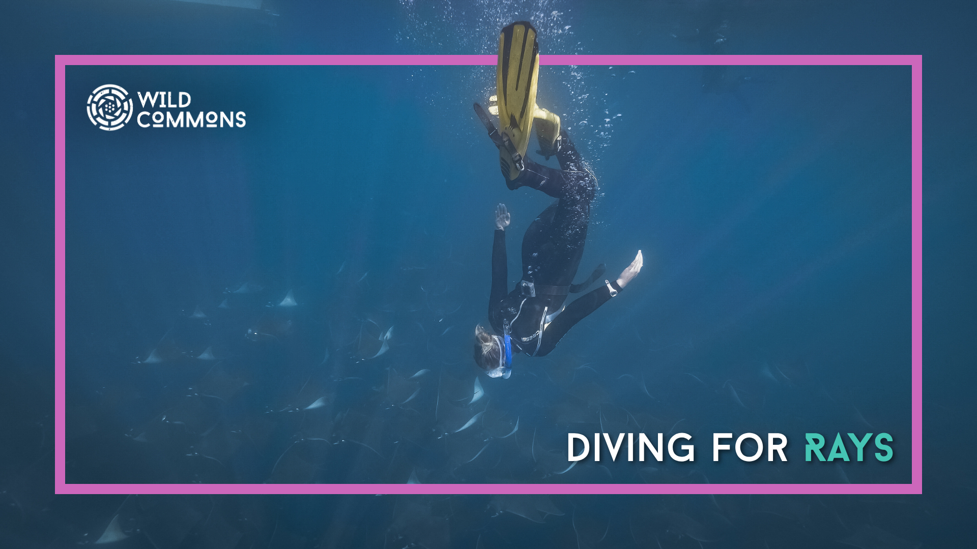 Diving For Rays | Wild Commons
