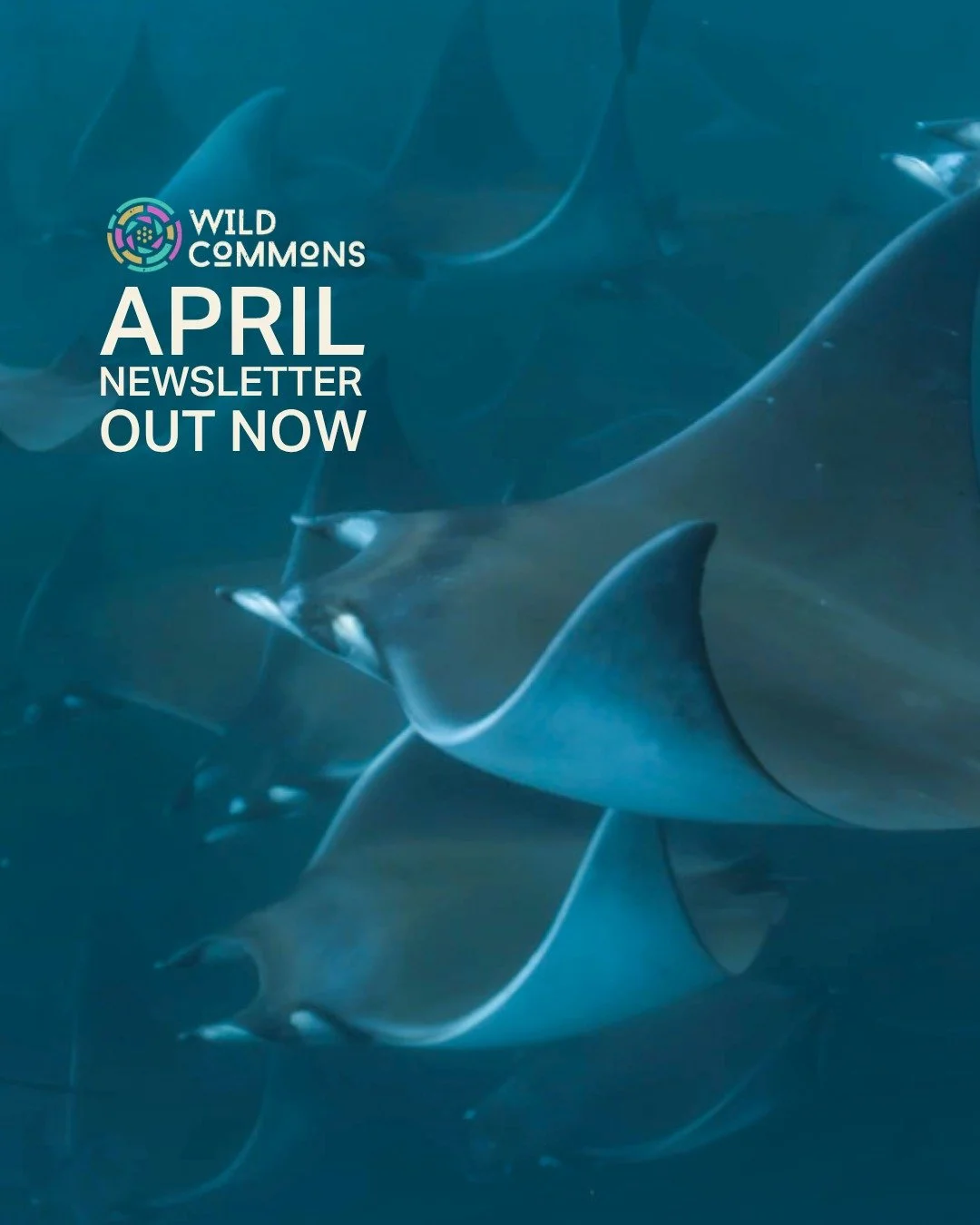 Don't want to rely on the algorithm letting you know when there's an amazing new film on Wild Commons?

Subscribe to our newsletter!

Not only will you be the first to know when a film drops, we're also sending our subscribers behind-the-scenes conte