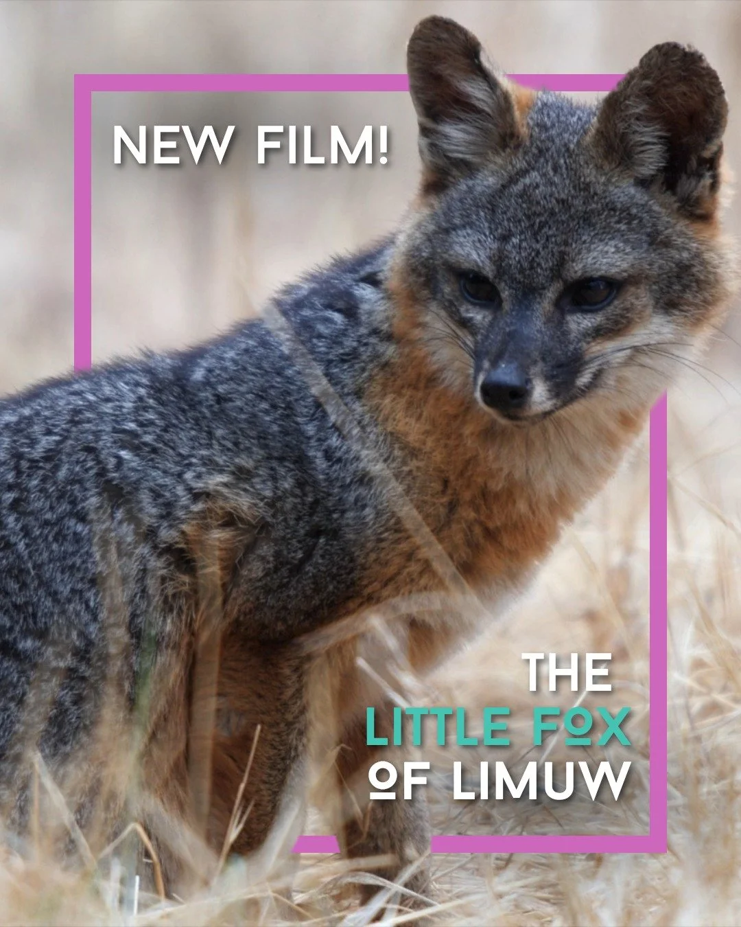 They weigh just four pounds.

But their survival tells a much bigger story.

Found only on California&rsquo;s Channel Islands, the island fox nearly vanished when human impacts reshaped the ecosystem it depended on.

THE LITTLE FOX OF LIMUW follows o