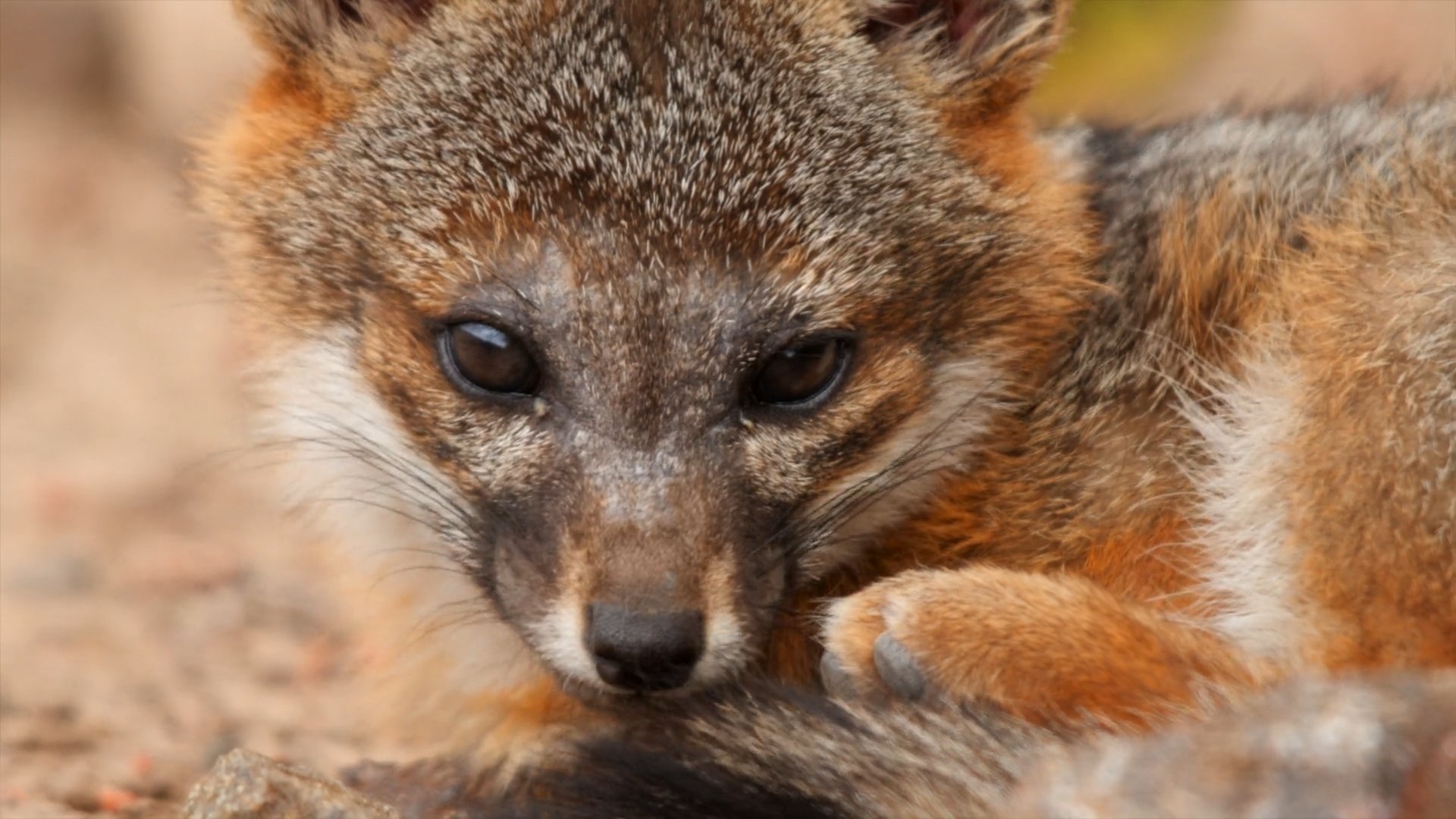 WC_LittleFox_Still14.jpg