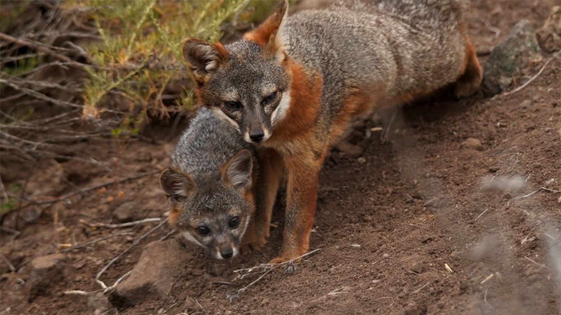 The Channel Island Fox: one of America’s Greatest COnservation COmebacks