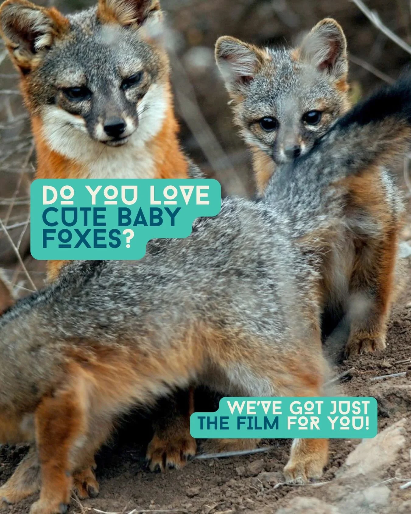 US TOO! Weighing in at just four lbs fully grown, we give you&hellip;the island fox🦊

This tiny fox has lived on California&rsquo;s Channel Islands for thousands of year, but a cascade of human impacts pushed them to the brink of extinction. 

THE L
