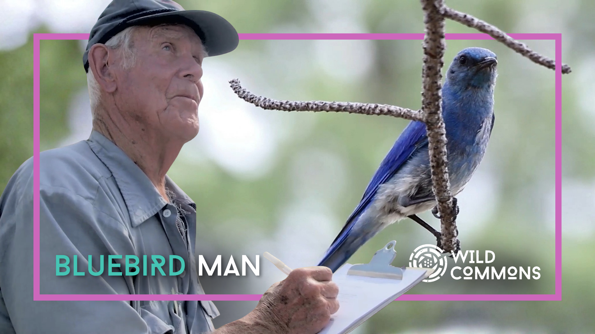 BlueBird Man | Wild Commons