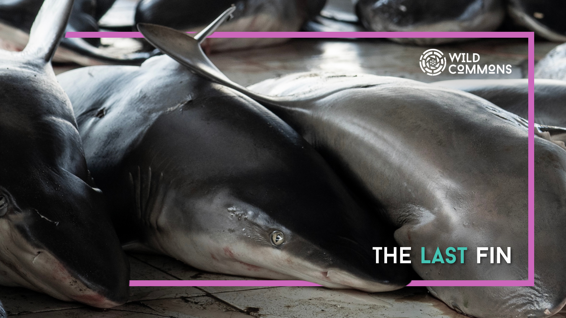 The Last fin | Wild Commons