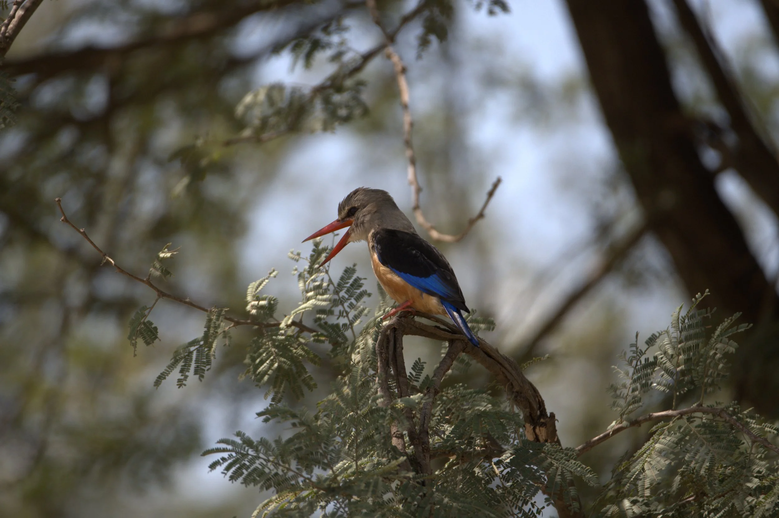 DSC_2502.jpg