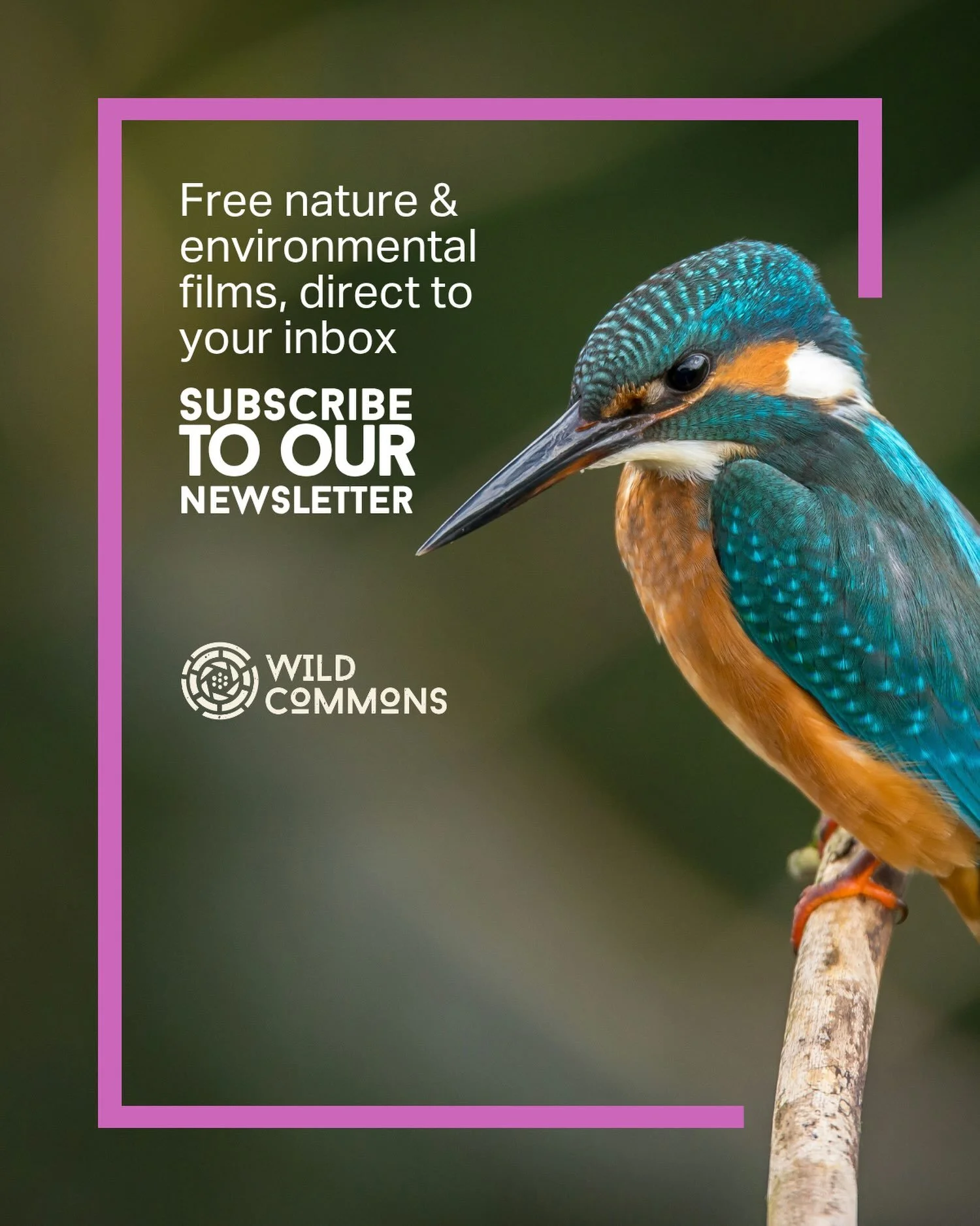 You&rsquo;re one click away from never missing a Wild Commons release again!

Every two weeks, our subscribers get our latest nature/environmental film direct to their inbox. No algorithm, no scrolling, no guessing.

Subscribe to the newsletter if yo