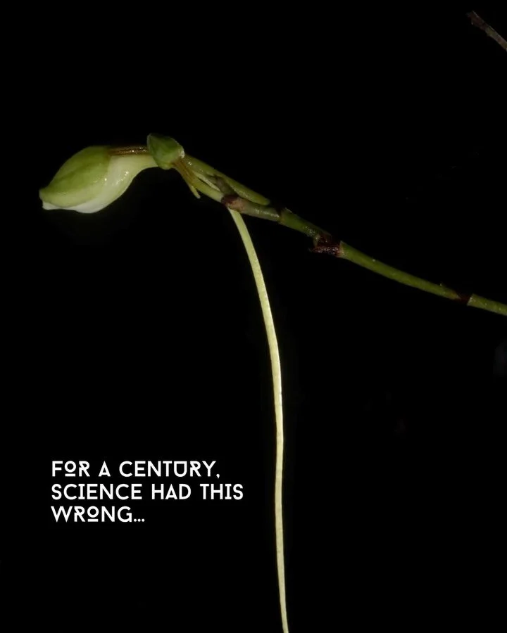 A flower that blooms once a year, and a mystery a century in the making.

Somewhere in the flooded forests of the Everglades, a leafless orchid clings to the bark of a swamp tree and waits. This is the ghost orchid, and there are fewer than 2,000 lef