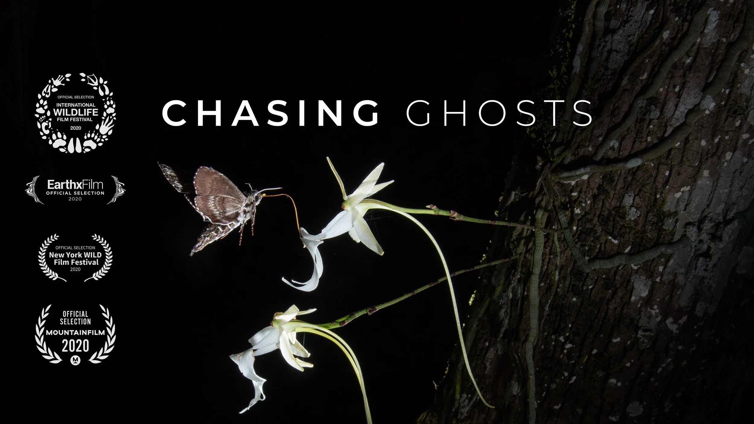 Chasing Ghosts - What Was Really Pollinating the Ghost Orchid?