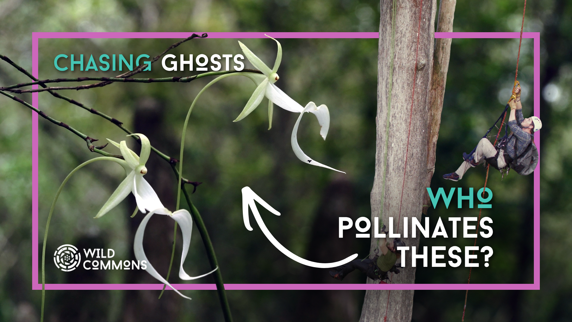 Chasing Ghosts | Wild Commons