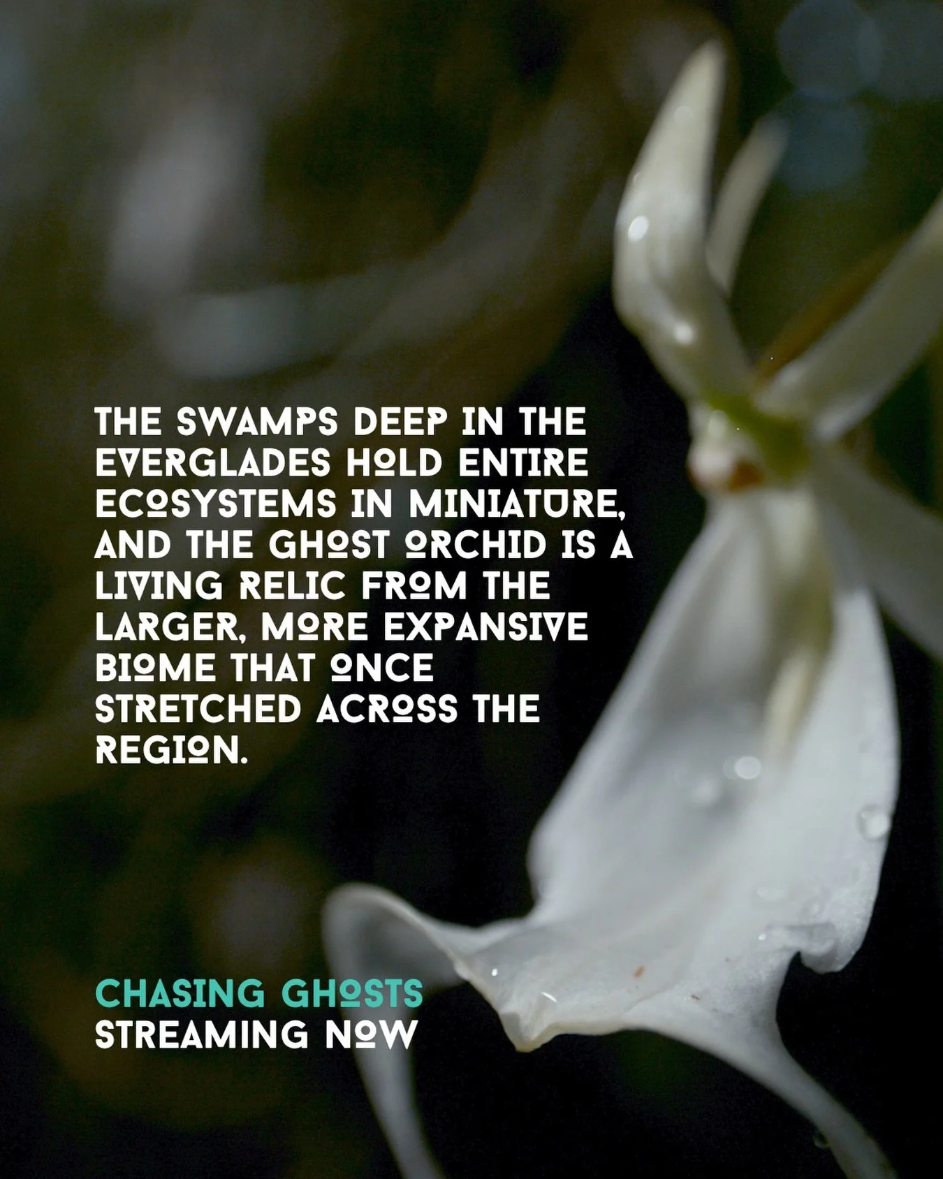 A seriously ancient plant with a mysterious existence.

Chasing Ghosts tells the story of the ghost orchid - a plant in Florida&rsquo;s Everglades that has been mystifying scientists for decades. Deciding it&rsquo;s high time this mystery got solved,