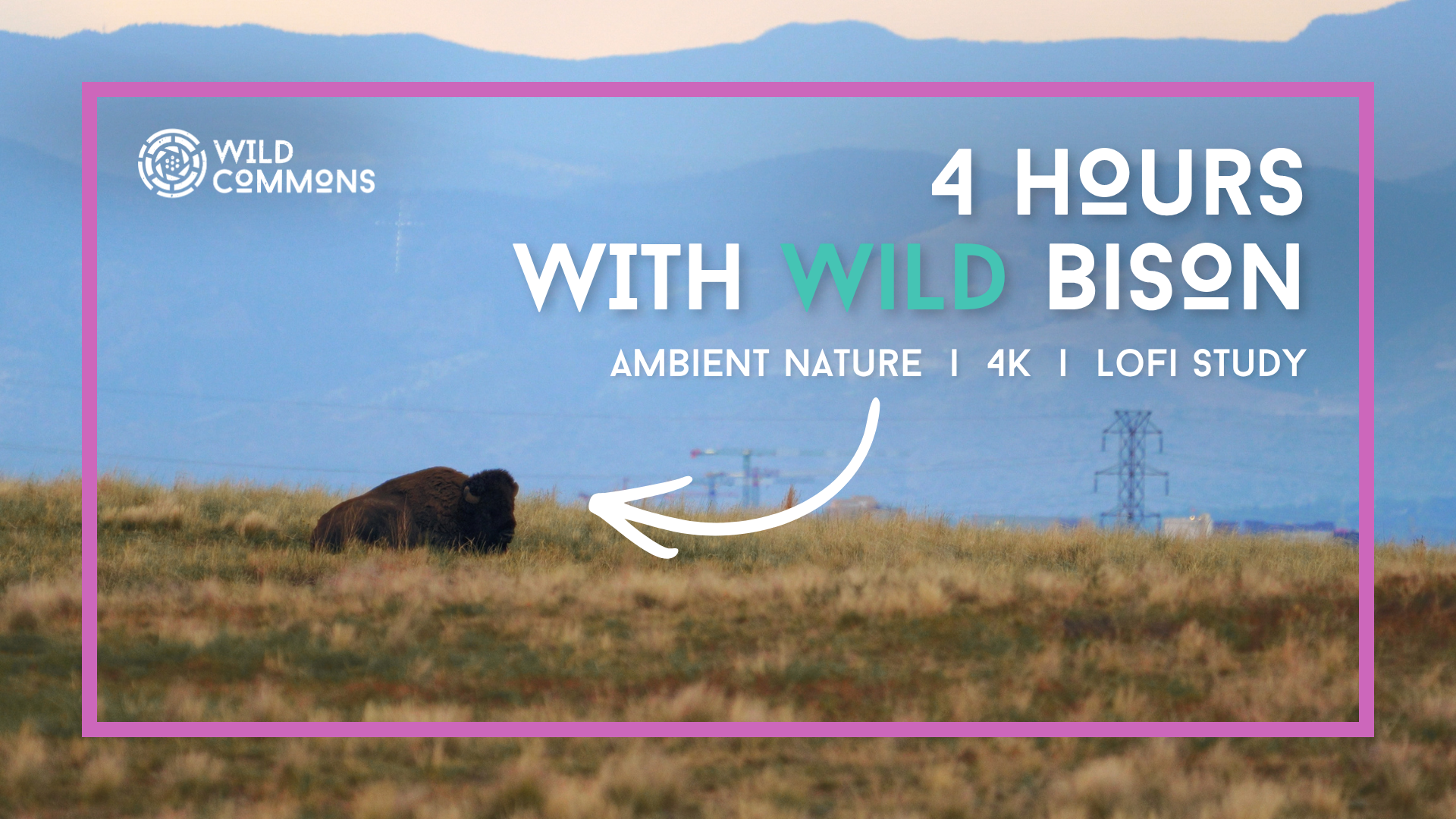 Bison in 4K | Wild Commons