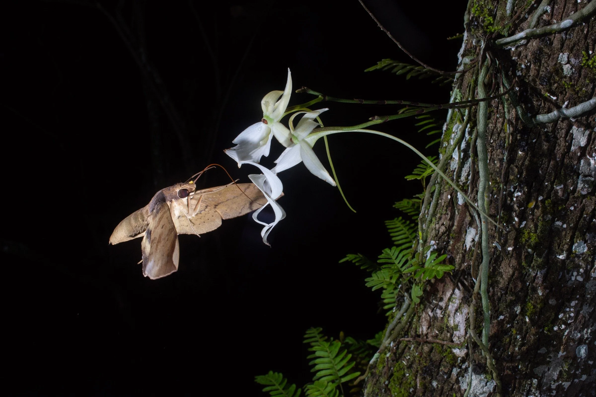 Chasing Ghosts - The Scientific Discovery Hiding in Plain Sight