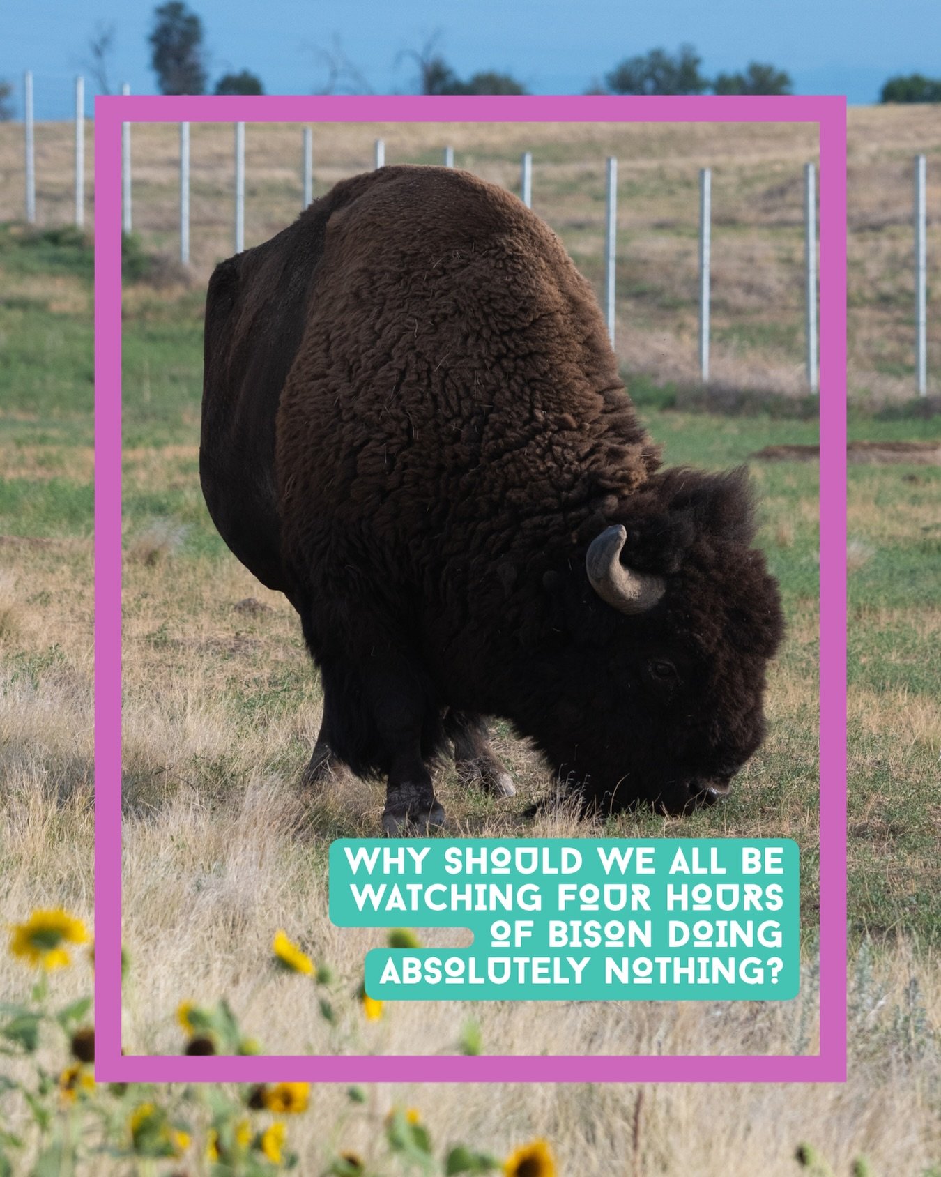 Four hours of bison doing absolutely nothing - here&rsquo;s why...

Our new ambient nature film takes you to Rocky Mountain Arsenal National Wildlife Refuge just outside Denver, Colorado, a former chemical weapons site turned national wildlife refuge