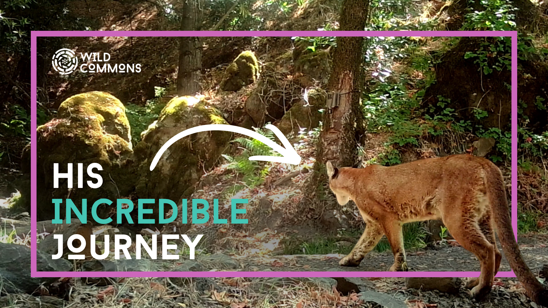 The Path of Puma 36 | Wild Commons
