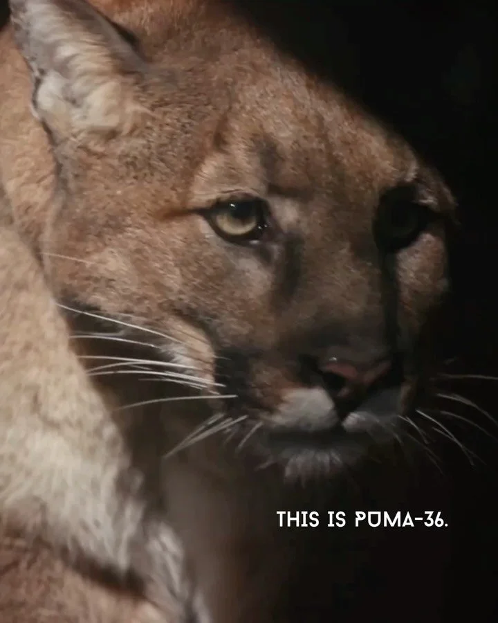 🐾 THE PATH OF PUMA-36

Meet P-36, a young mountain lion from the Bay Area, California who left his mother&rsquo;s territory at just 18 months old to find land of his own, the same journey every &ldquo;dispersal cat&rdquo; has to make with no map and
