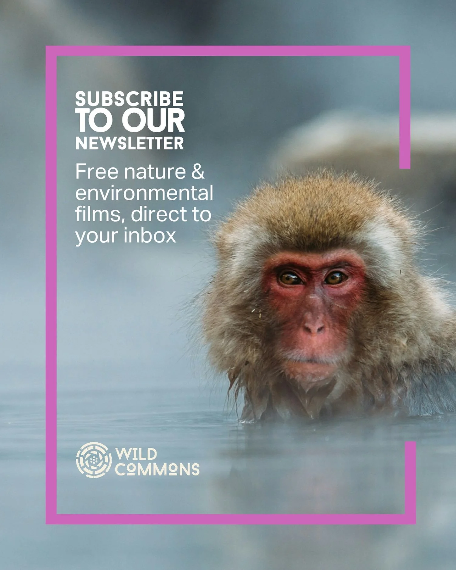 A new nature or environmental film, every two weeks, straight to your inbox.

That&rsquo;s the contents of our newsletter. No fluff, just the latest release from our YouTube channel so you never miss one.

Subscribe now. Link in bio.