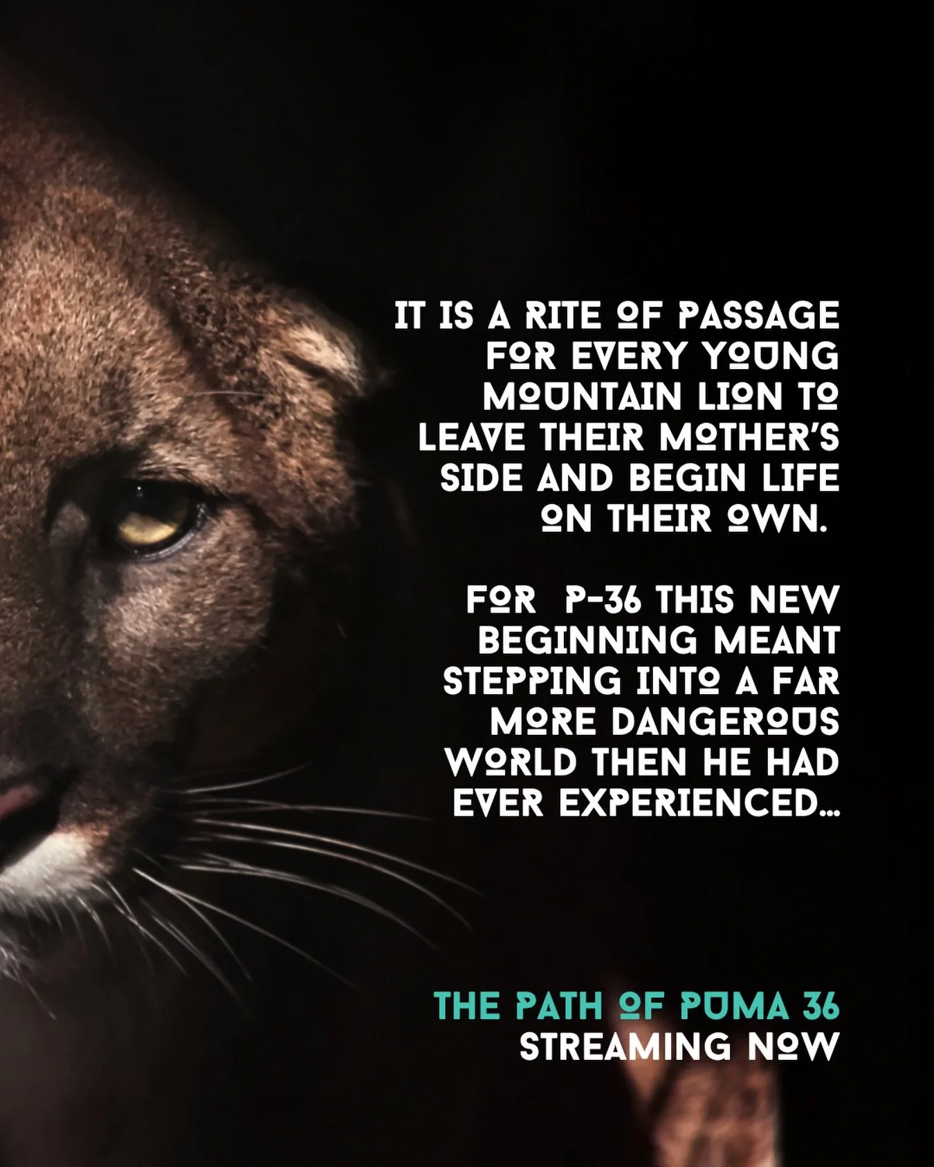 Meet P-36, a young mountain lion who walked 1,500 miles across northern California looking for a place to call home. 🐾

After leaving his mother at 18 months, he had to cross highways, dodge rival territories, and find enough food to keep going. He 