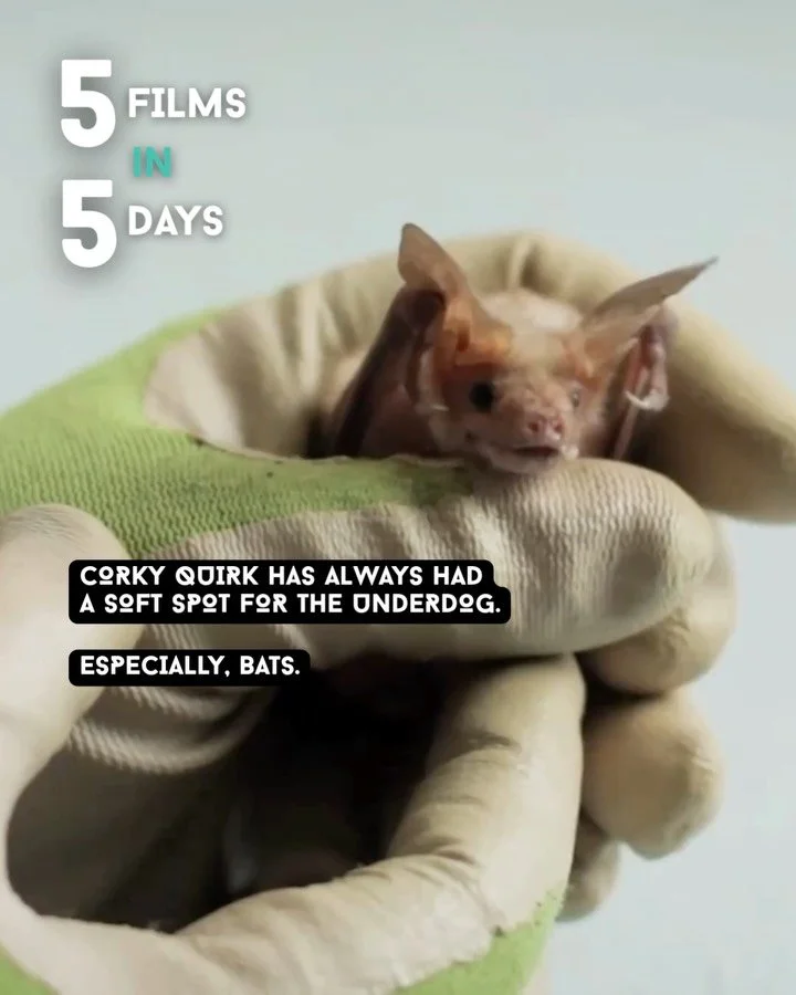 🦇 THE BAT RESCUER

This is the story of Corky Quirk of @norcalbats - a wildlife carer who has always had a soft spot for the underdog, and for her that means bats. She cares for injured and orphaned bats and introduces people to animals that are oft