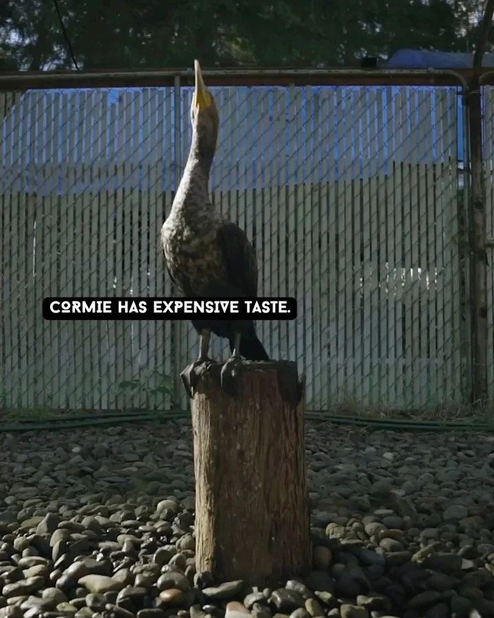 🐦 CORMIE: THE PICKPOCKET CORMORANT

Meet Cormie, a double-crested cormorant at the Wildlife Center of the North Coast in Astoria, Oregon, who was supposed to learn a simple trick of taking money from people and depositing it into a container. She ma