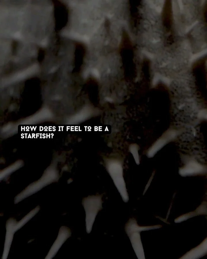 ⭐ CROWN OF THORNS

Does it feel like anything to be a starfish? It is a simple question with a surprisingly complicated answer, and this film takes it seriously.

Swipe through to explore ➡️

Directed by Emmy Award-winning filmmaker Georgia Krause, C