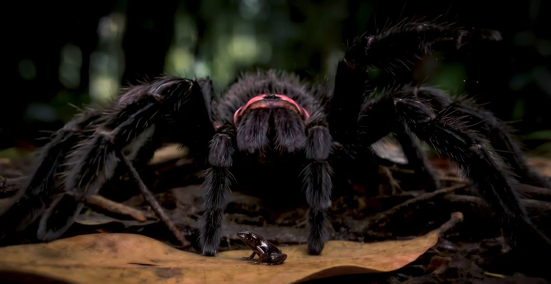 A giant tarantula protects a tiny frog in a scene from the short AI documentary Guardians of the Burrow