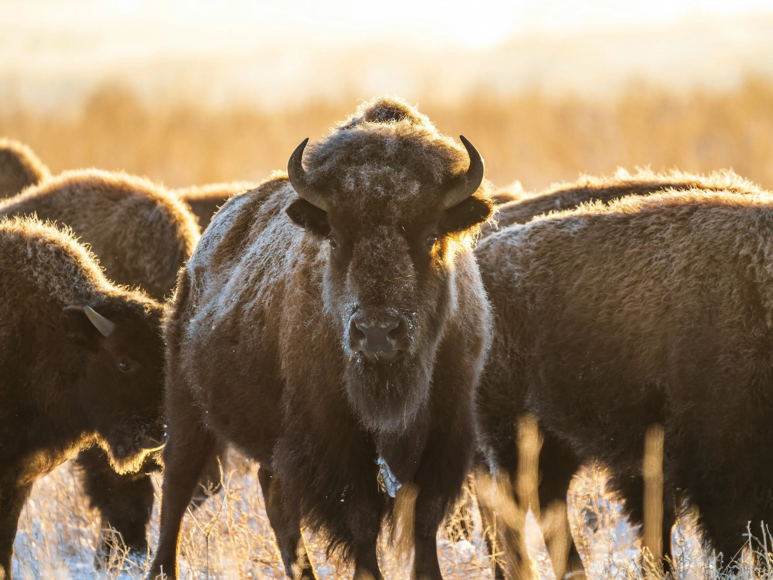 In Defense of Watching Bison Do Absolutely Nothing