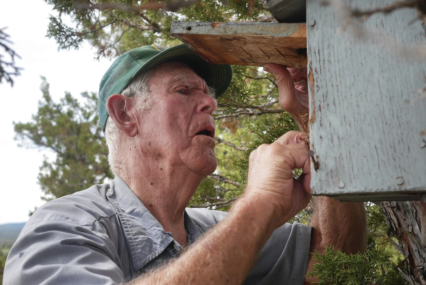 The True Story Behind Bluebird Man: How Ordinary People Helped Bring Bluebirds Back