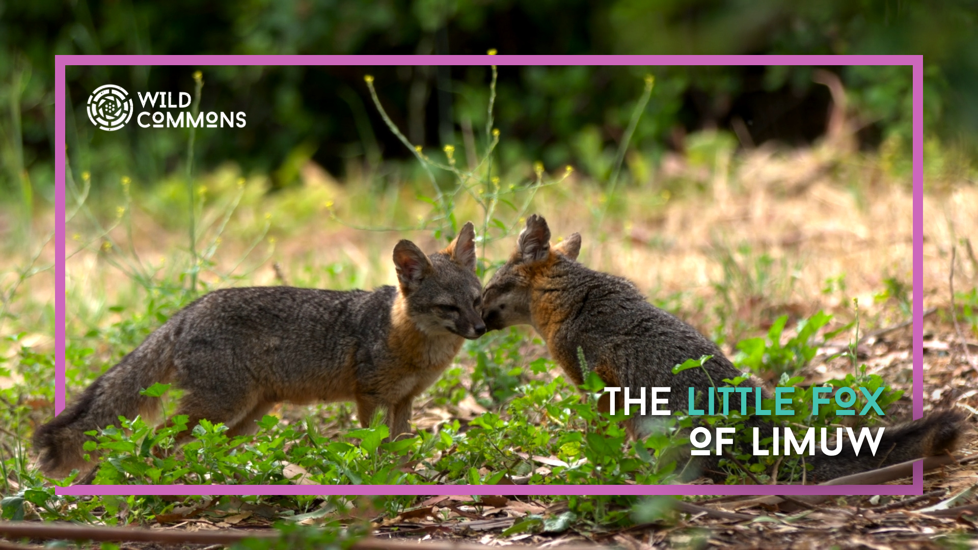 The Little Fox of Limuw | Wild Commons