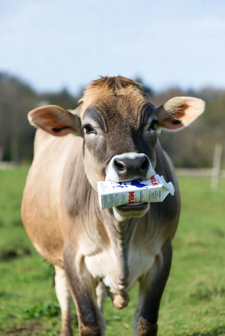 🥛 The Strangest Drink on Earth: How We Forgot the Only Fluid Made for Us