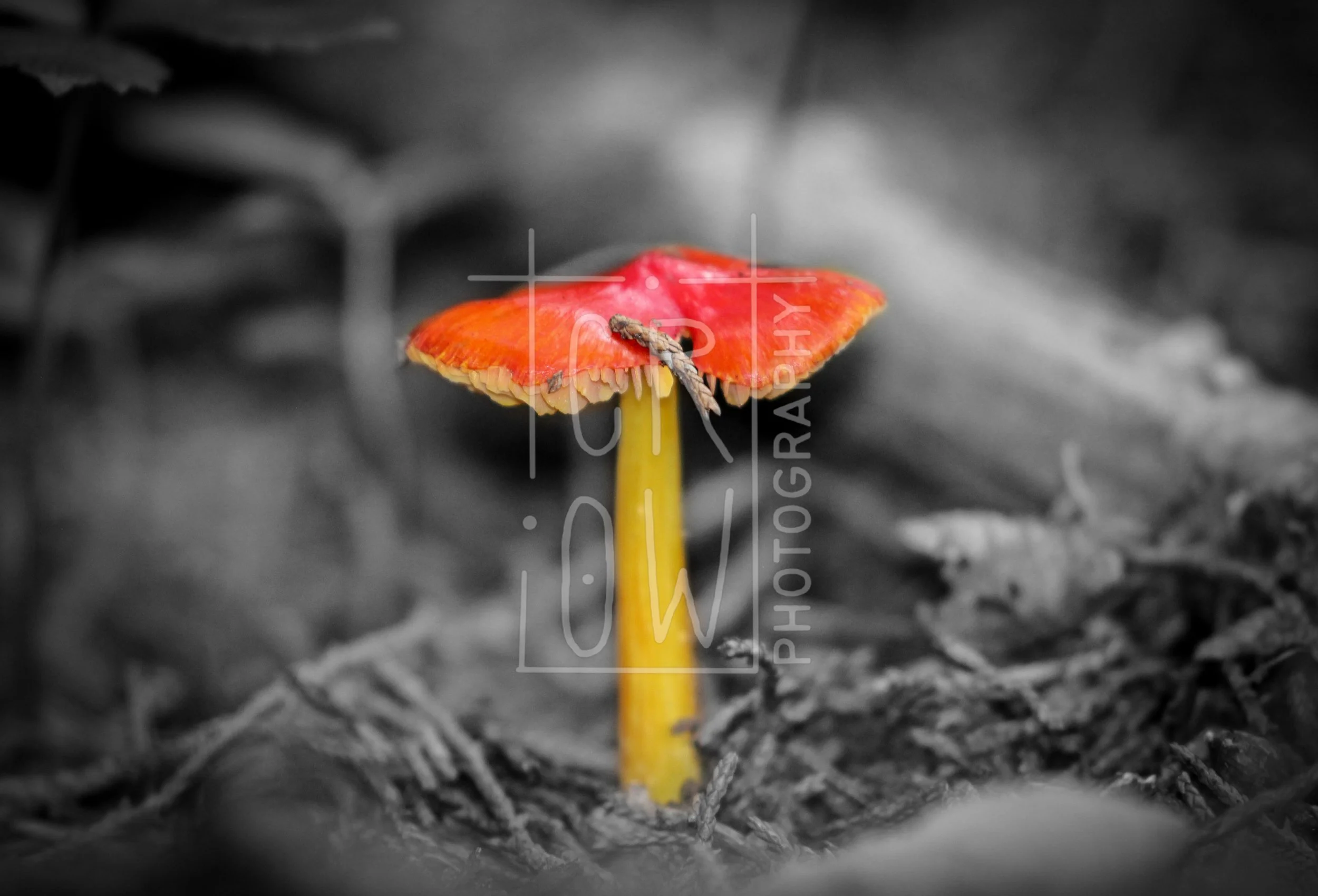 Scarlet Waxy Cap Selective Color.jpg
