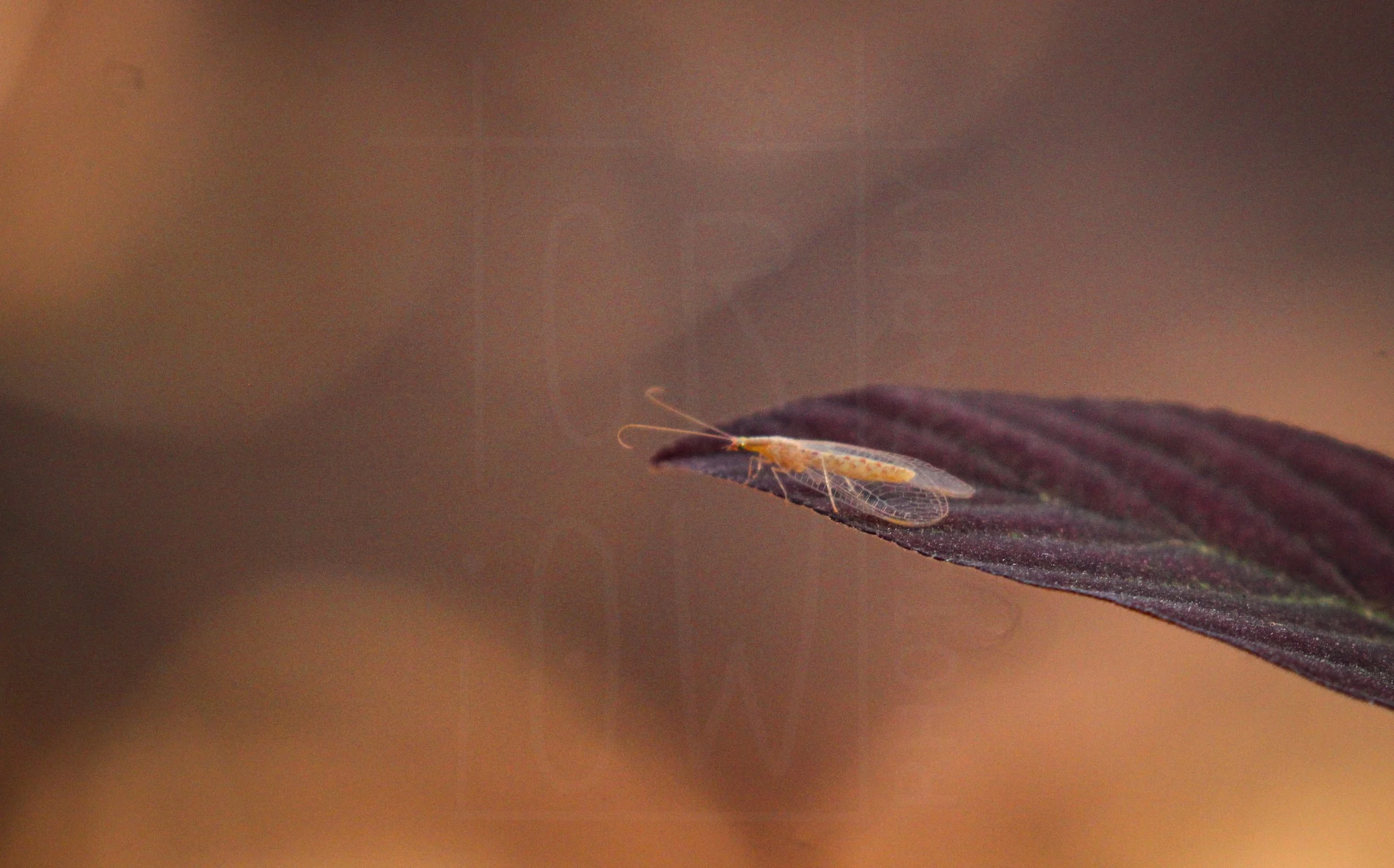 Lacewing on Leaf.jpg
