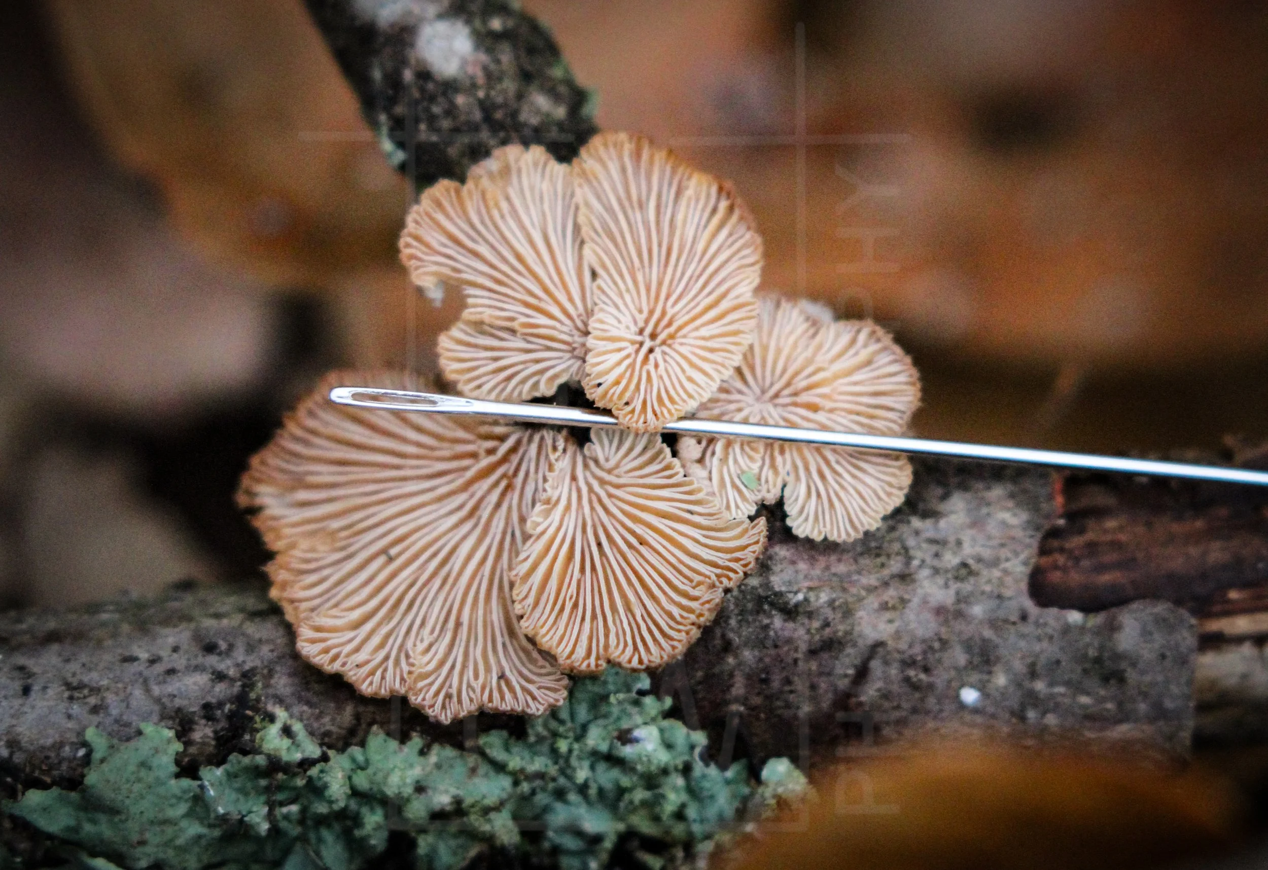 Schizophyllum commune with Sewing Needle 2.jpg