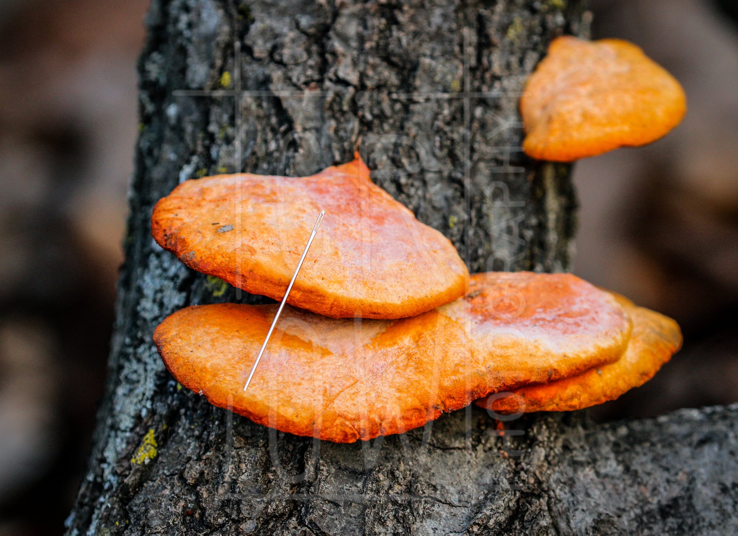Cinnabar Polypore 3.jpg