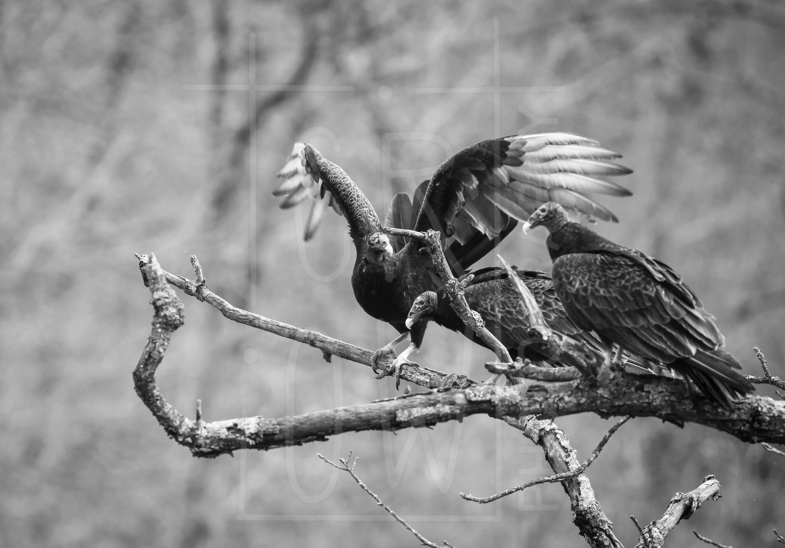 IMG_0660.jpg
